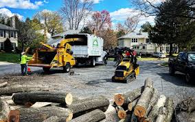 Professional Tree Removal and Landscaping Services in Ventress, LA